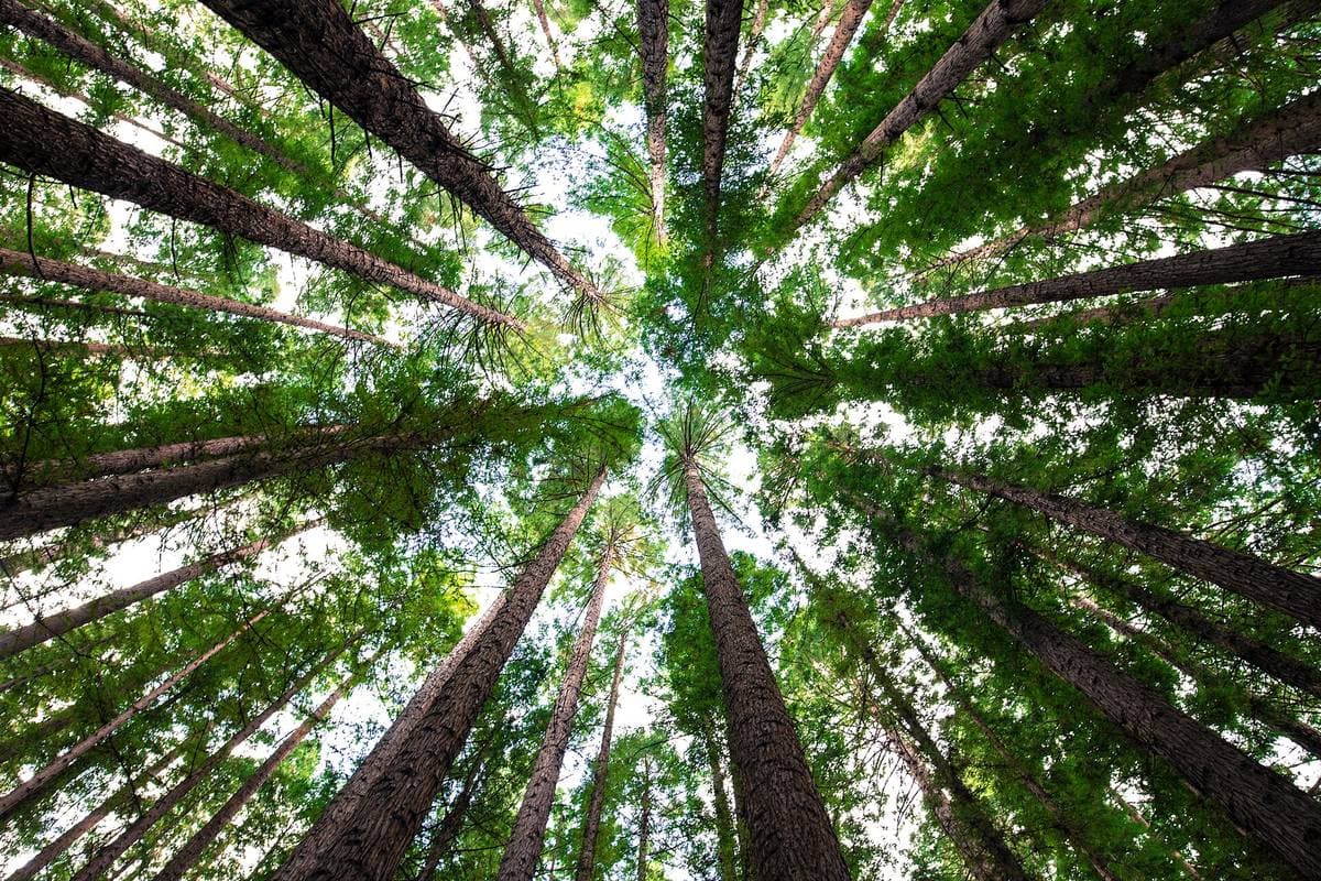 Looking up at the tall redwoods in the Redwood Forest at East Warburton